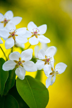 蘋(píng)果樹(shù)開(kāi)花；黃色的陽(yáng)光背景下的白花