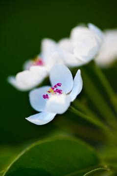 蘋果樹花；綠葉背景上的白花