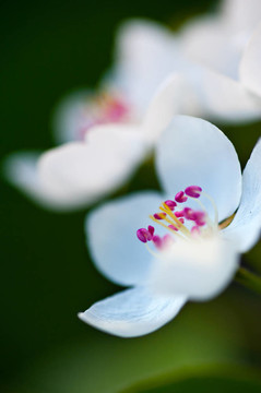 蘋果樹花；綠葉背景上的白花