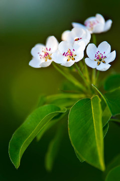 蘋果樹花；綠葉背景上的白花