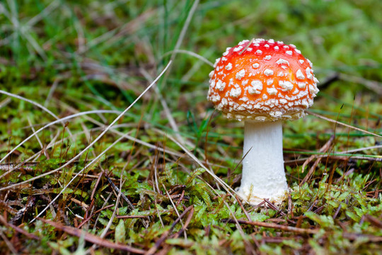 粉木耳蘑菇
