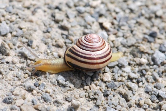 蝸牛