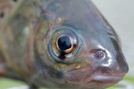 北極茴魚和鱒魚