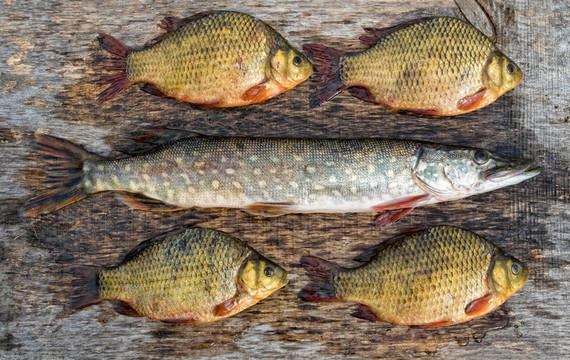 淡水魚