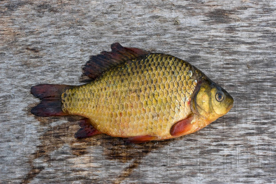 淡水魚