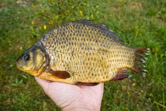 淡水魚。挑剔