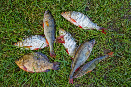 淡水魚