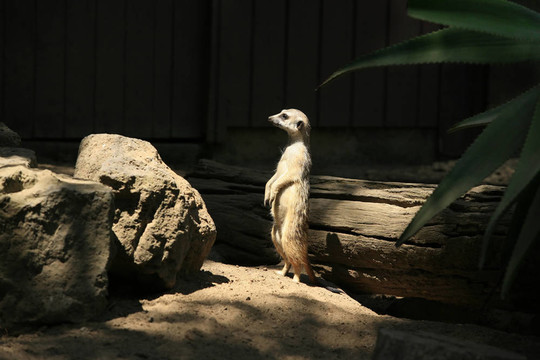 suricatta