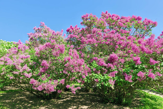 一束紫丁香花在陽光明媚的春日