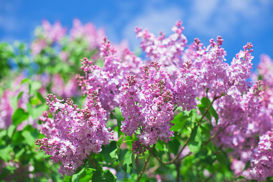 一束紫丁香花在陽光明媚的春日