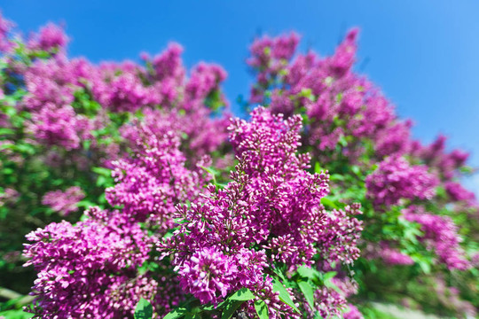 一束紫丁香花在陽光明媚的春日