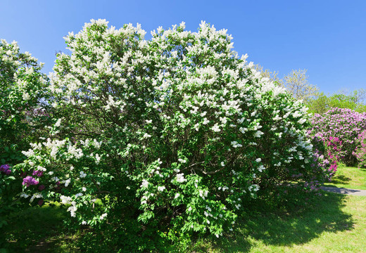 一束白色丁香花在陽光明媚的春日