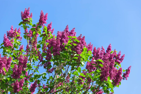一束紫丁香花在陽光明媚的春日