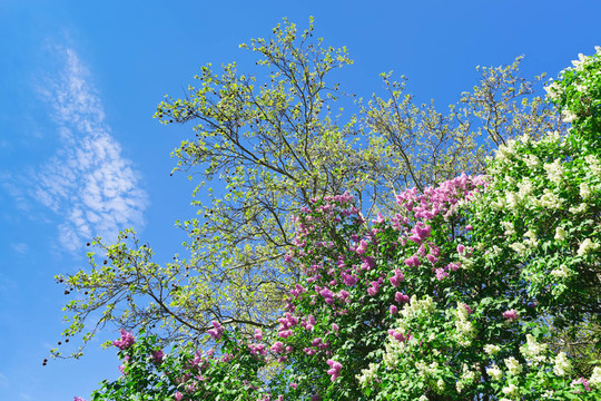 陽光明媚的春日，丁香花