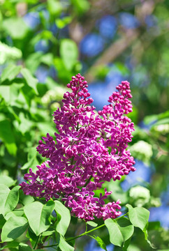 一束紫丁香花在陽光明媚的春日