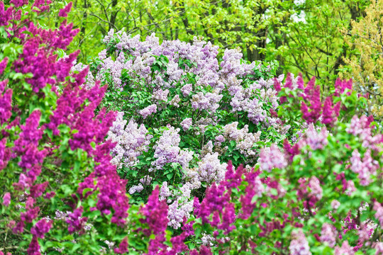 一束紫丁香花在陽光明媚的春日
