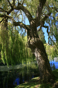 筆架山公園；Victoria；公元前；加拿大