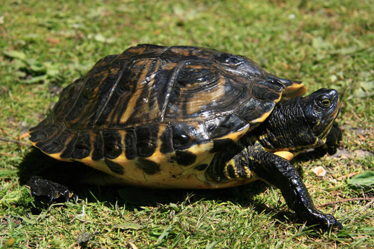 鱉-筆架山公園；Victoria加拿大；公元前；