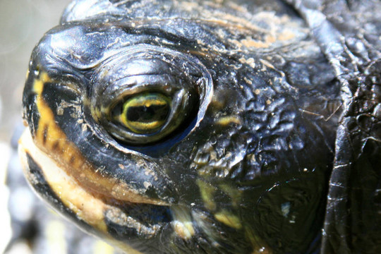 鱉-筆架山公園；Victoria加拿大；公元前；