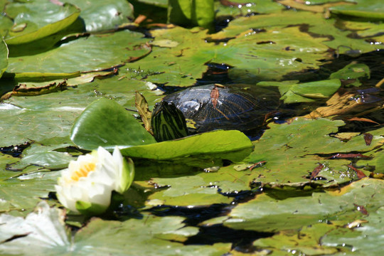 鱉-筆架山公園；Victoria加拿大；公元前；