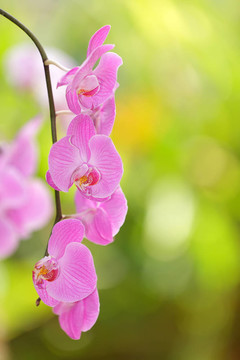 生動(dòng)的蘭花