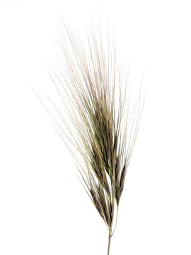 草