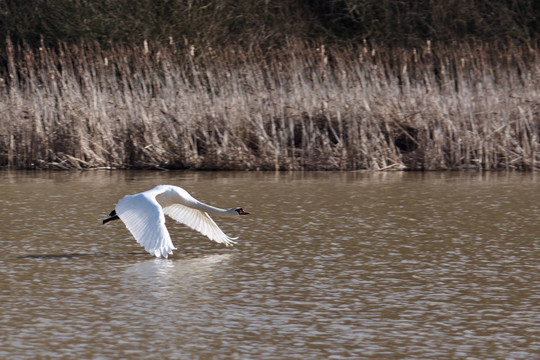 Mute Swan（Cygnus olor）起飛