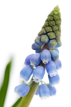 葡萄風(fēng)信子花