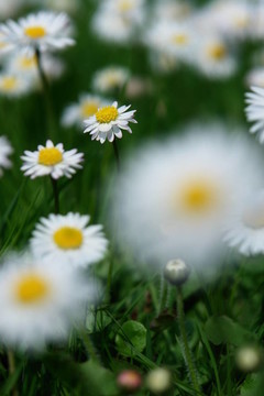 雛菊