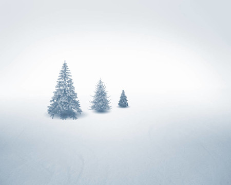 白色的雪樹
