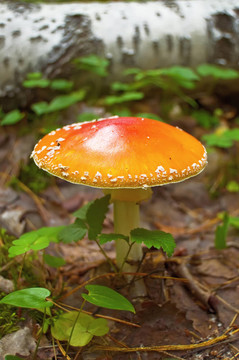 鵝膏菌
