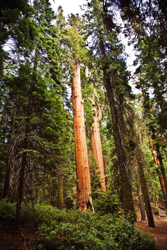 在美丽的红杉国家公园，高大的红杉