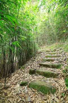 綠色竹林--一條穿過茂密竹林的小路