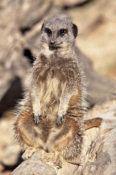 休息meerket