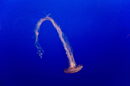藍(lán)色海洋中的美麗的果凍魚(yú)