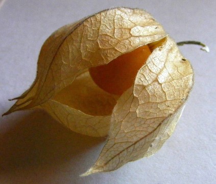 秘魯酸漿