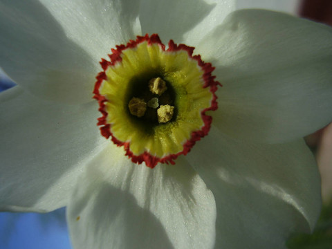 水仙花