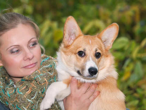 與女孩柯基犬小狗