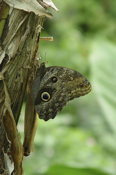 Satyrus Actaea。