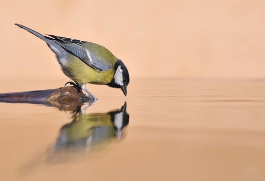 鳥在他的鏡子里。