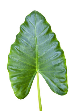 大型植物