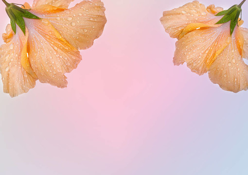 橙色的芙蓉
