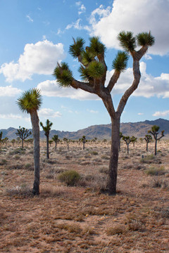 Joshua tree（Yucca brevifolia）