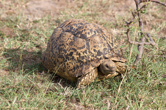 豹紋龜（Geochelone pardalis）