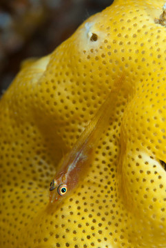 瘋狂的蝦虎魚