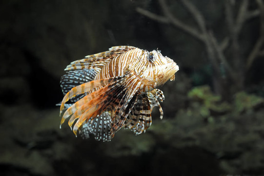 獅子魚
