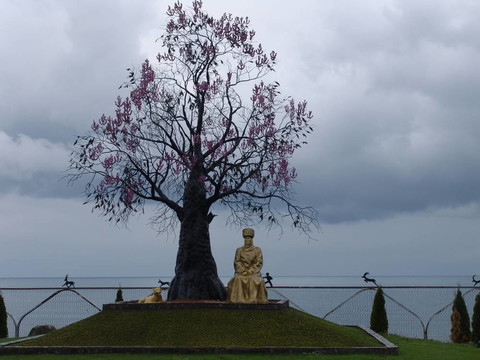 櫻花盛開(kāi)的樹(shù)