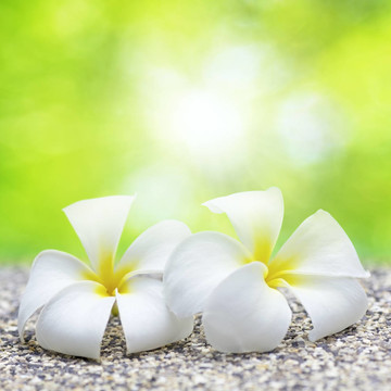兩個(gè)白色的花。廣場(chǎng)組成。淺景深。