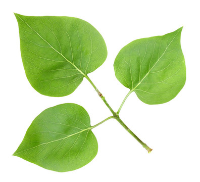 三綠色葉子的紫丁香