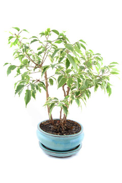 無花果樹